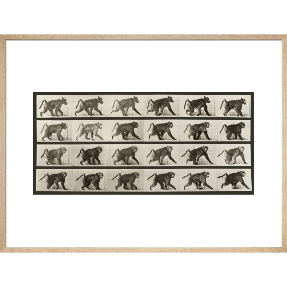 Baboon Walking on All Fours print in natural frame