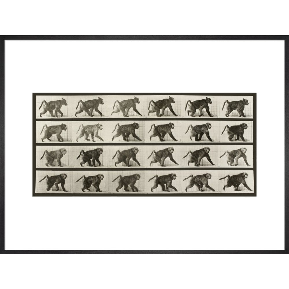 Baboon Walking on All Fours print in black frame