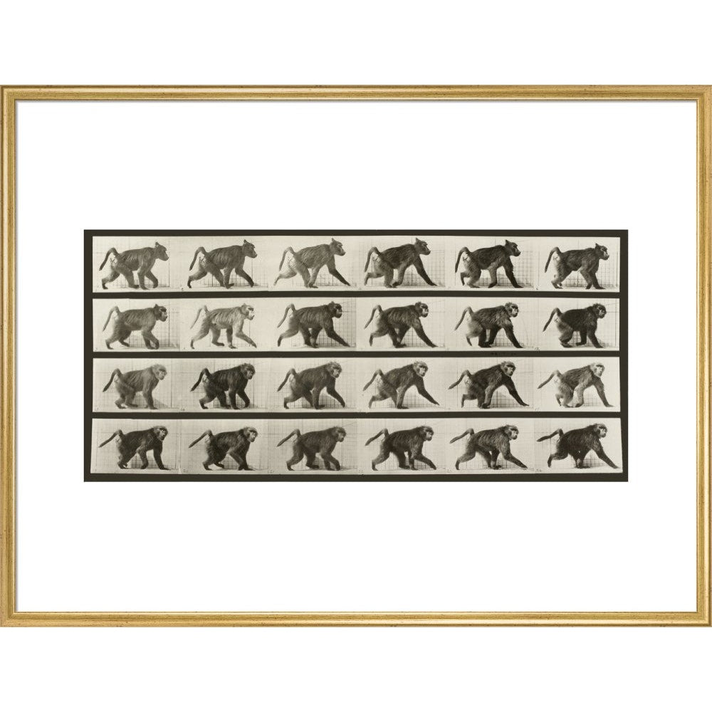 Baboon Walking on All Fours print in gold frame