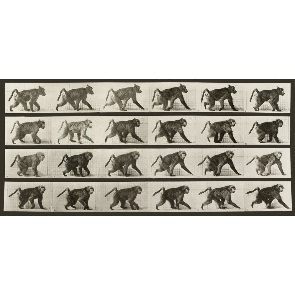 Baboon Walking on All Fours print