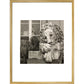 Chatsworth Lion print in gold frame