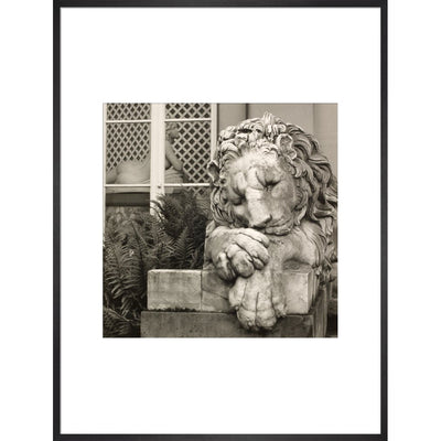 Chatsworth Lion print in black frame