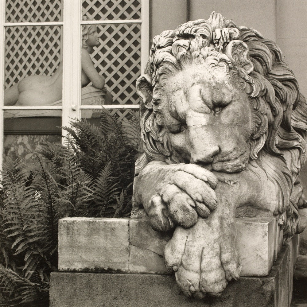 Chatsworth Lion print