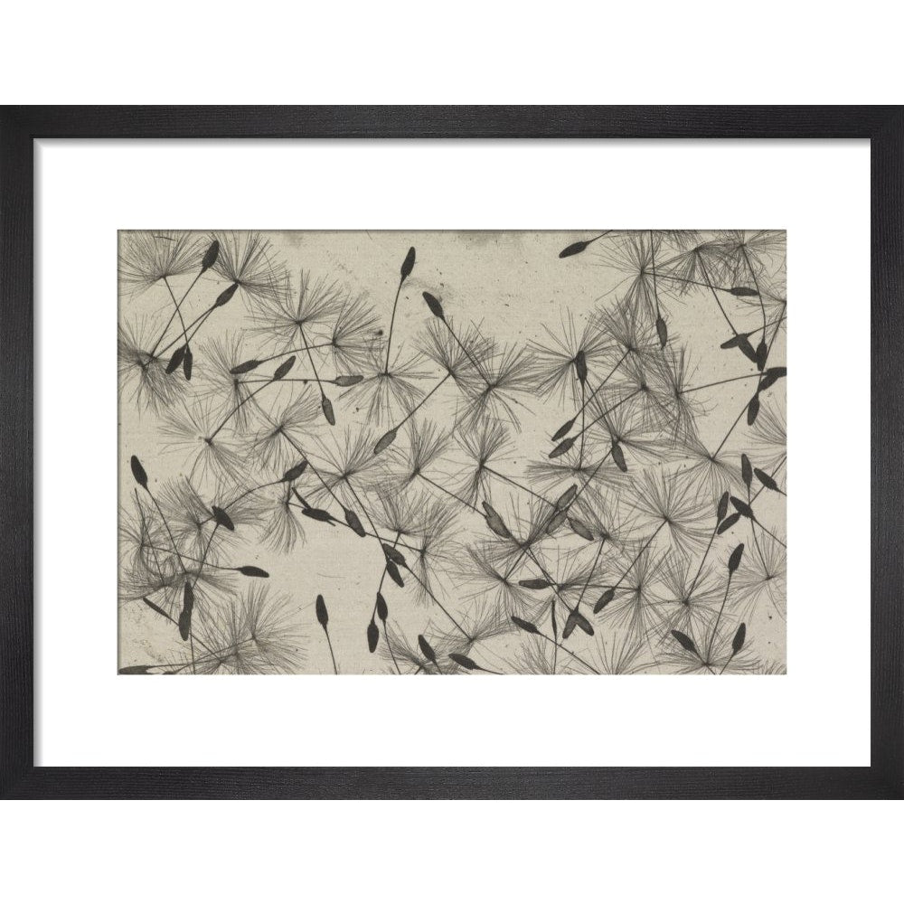 Dandelion Seeds print in black frame
