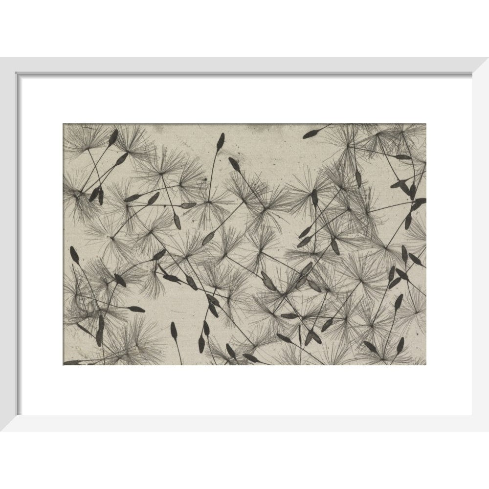 Dandelion Seeds print in white frame