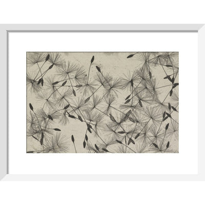 Dandelion Seeds print in white frame