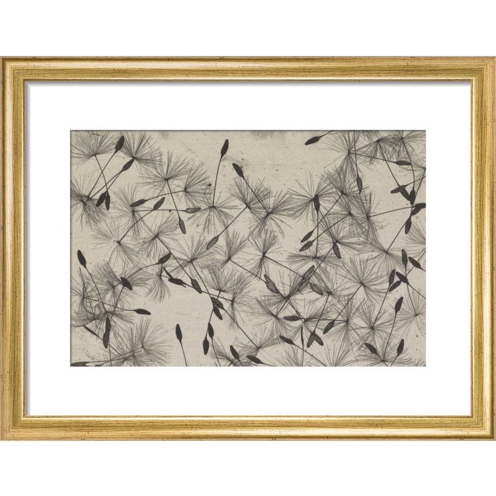 Dandelion Seeds print in gold frame