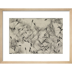 Dandelion Seeds print in natural frame