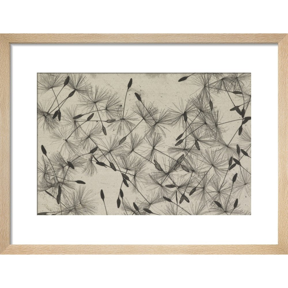 Dandelion Seeds print in natural frame