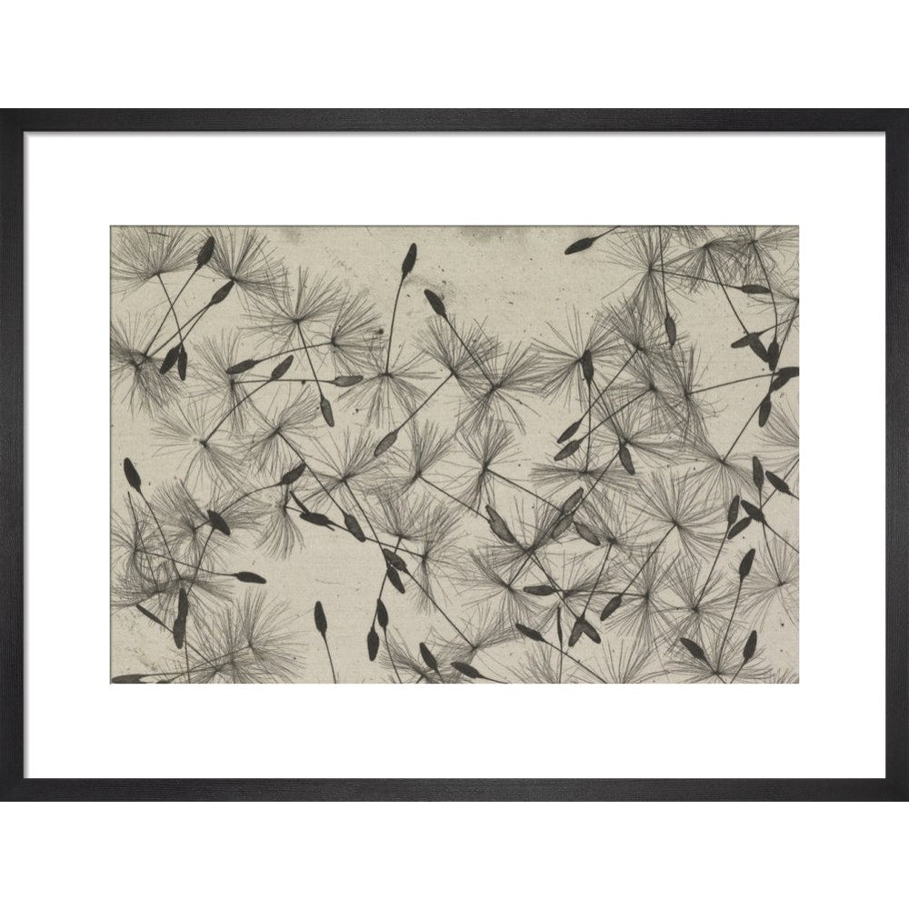 Dandelion Seeds print in black frame