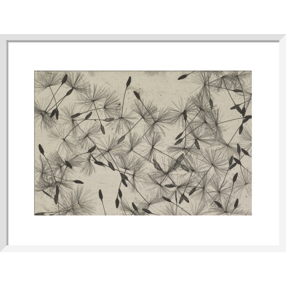 Dandelion Seeds print in white frame