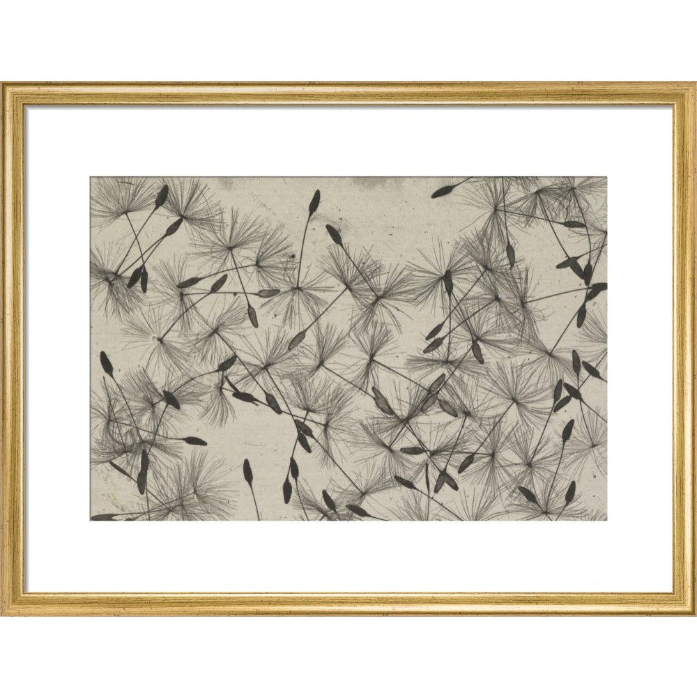 Dandelion Seeds print in gold frame