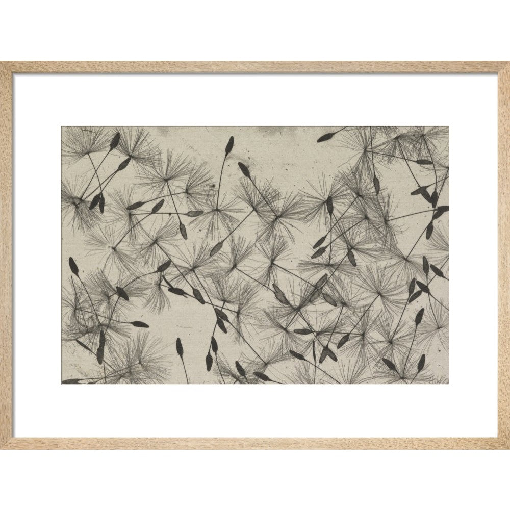 Dandelion Seeds print in natural frame