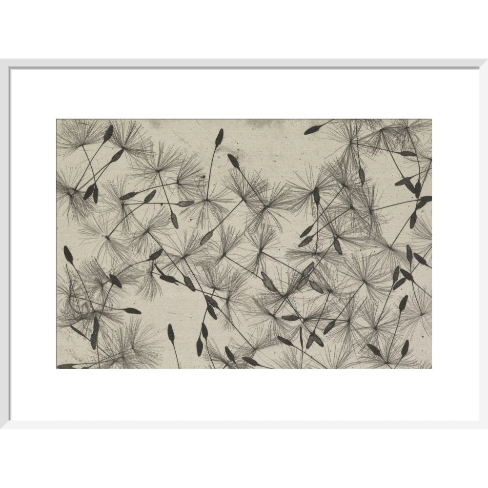 Dandelion Seeds print in white frame