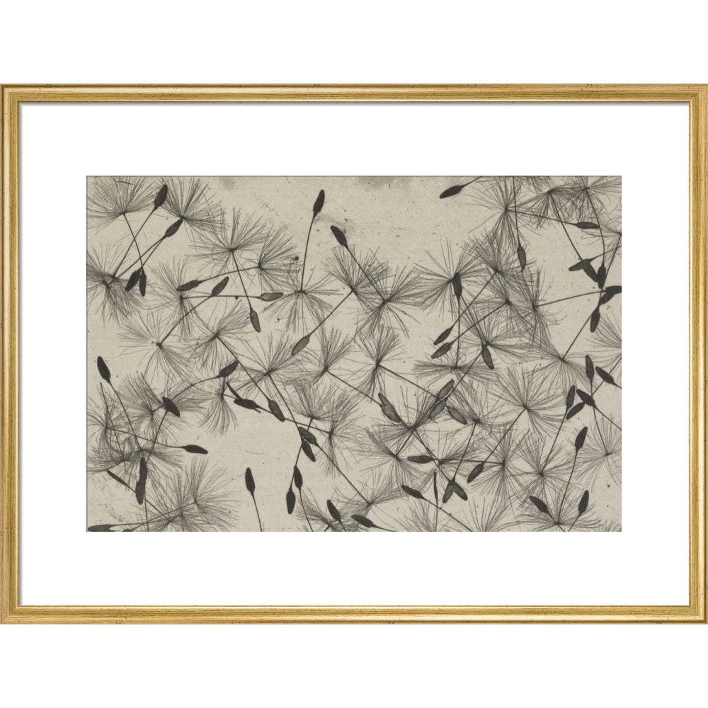 Dandelion Seeds print in gold frame