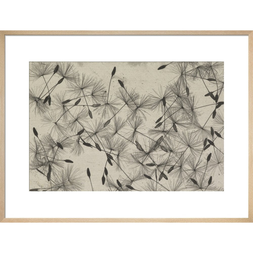 Dandelion Seeds print in natural frame