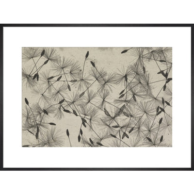 Dandelion Seeds print in black frame