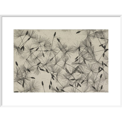 Dandelion Seeds print in white frame