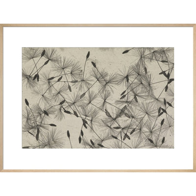 Dandelion Seeds print in natural frame