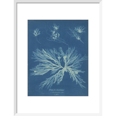 Dictyota dichotoma print in white frame