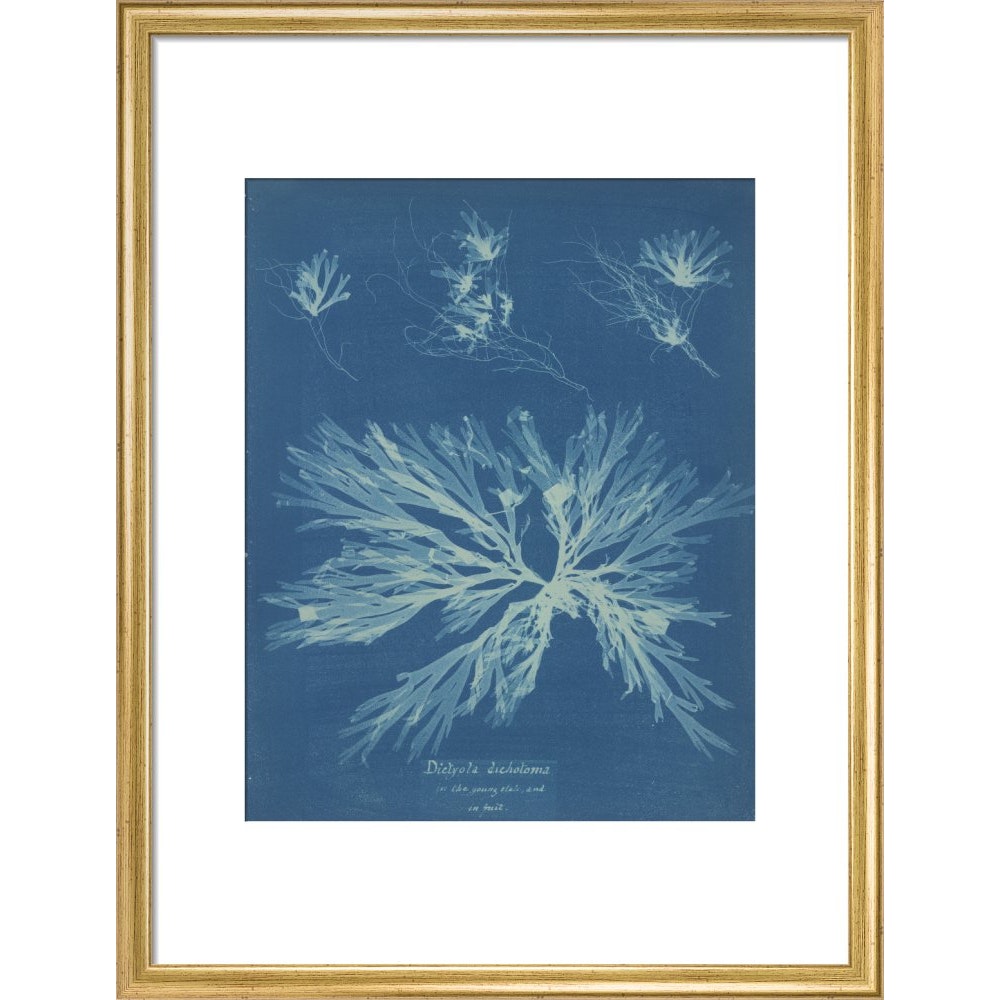 Dictyota dichotoma print in gold frame