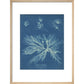 Dictyota dichotoma print in natural frame