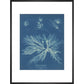 Dictyota dichotoma print in black frame