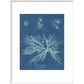 Dictyota dichotoma print in white frame