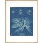 Dictyota dichotoma print in natural frame