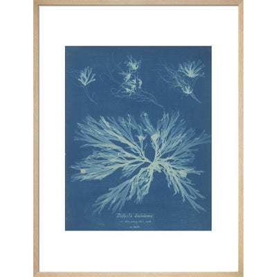 Dictyota dichotoma print in natural frame