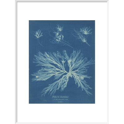 Dictyota dichotoma print in white frame