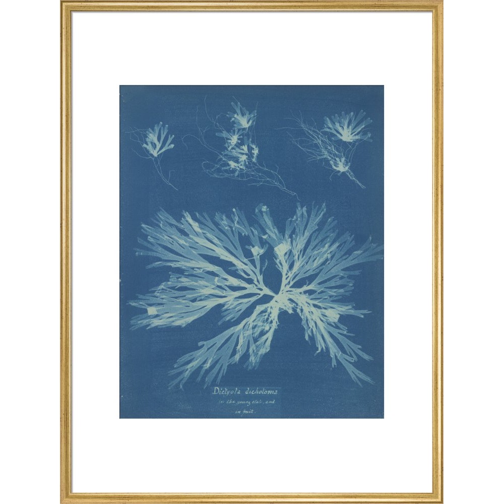Dictyota dichotoma print in gold frame