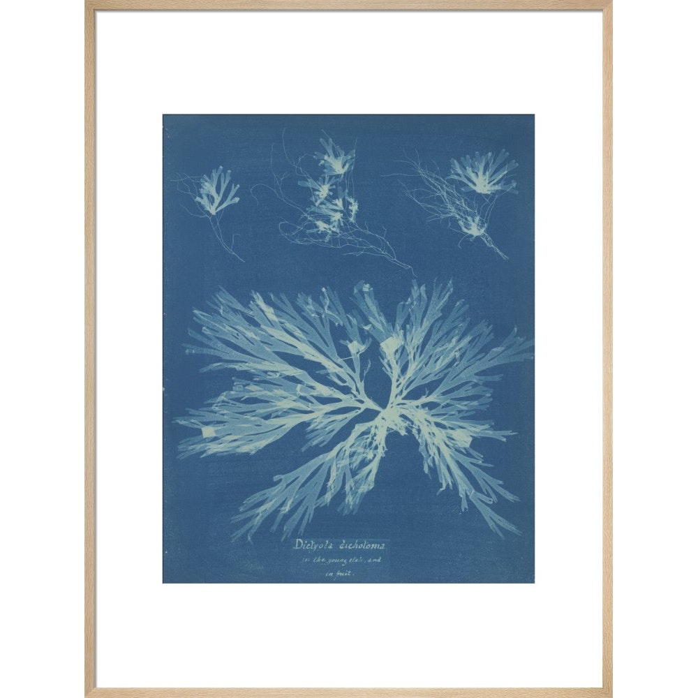 Dictyota dichotoma print in natural frame