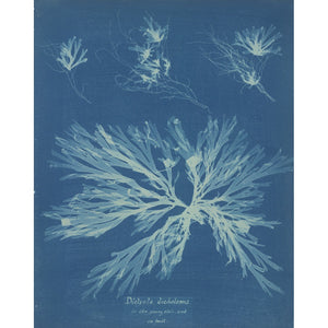 Dictyota dichotoma print