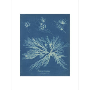 Dictyota dichotoma print unframed