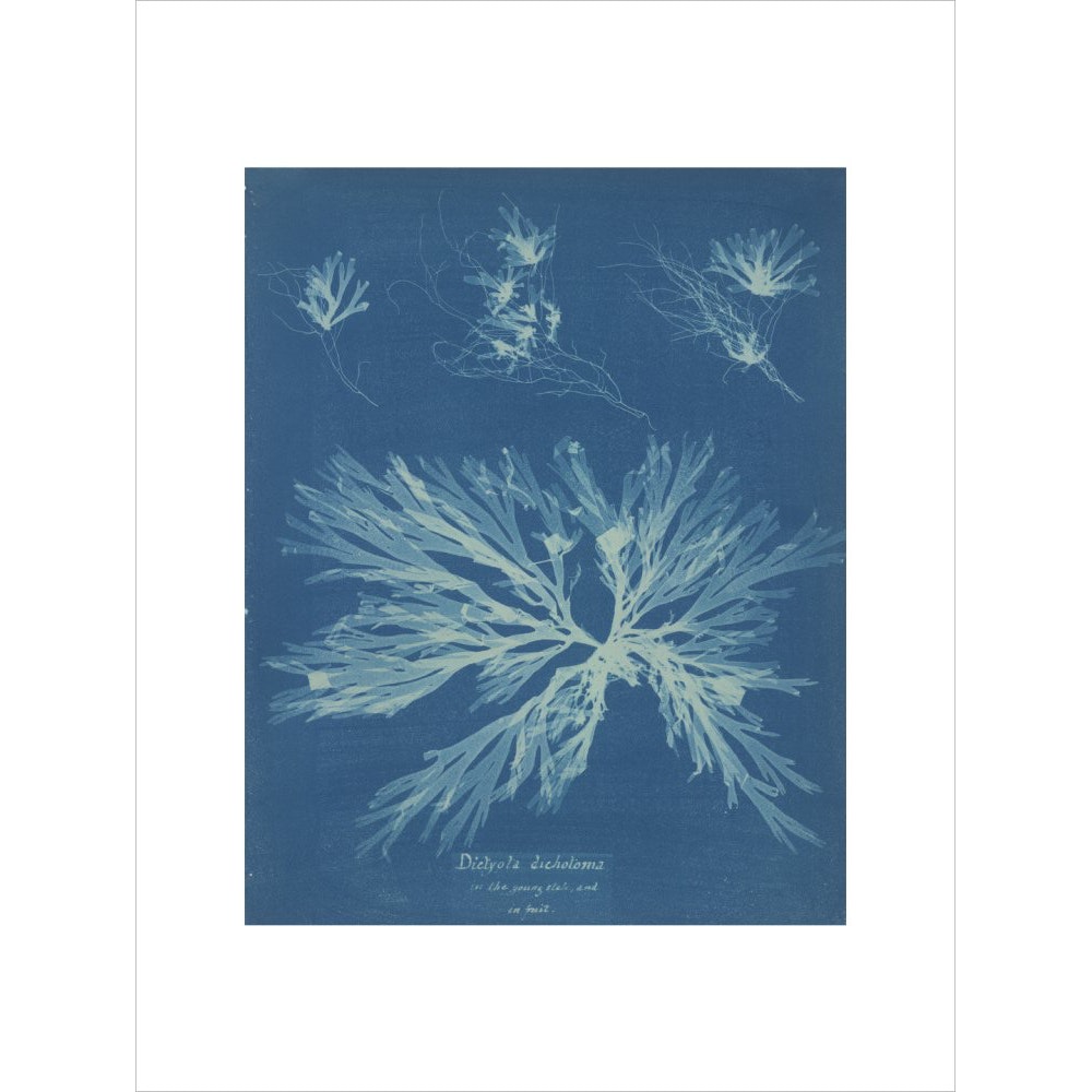 Dictyota dichotoma print unframed