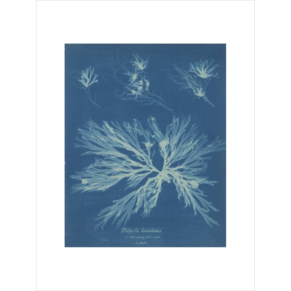 Dictyota dichotoma print unframed