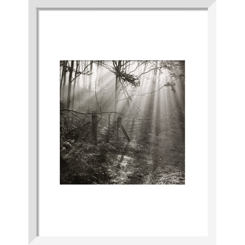 Fence print in white frame