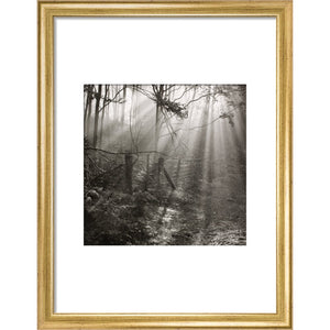 Fence print in gold frame