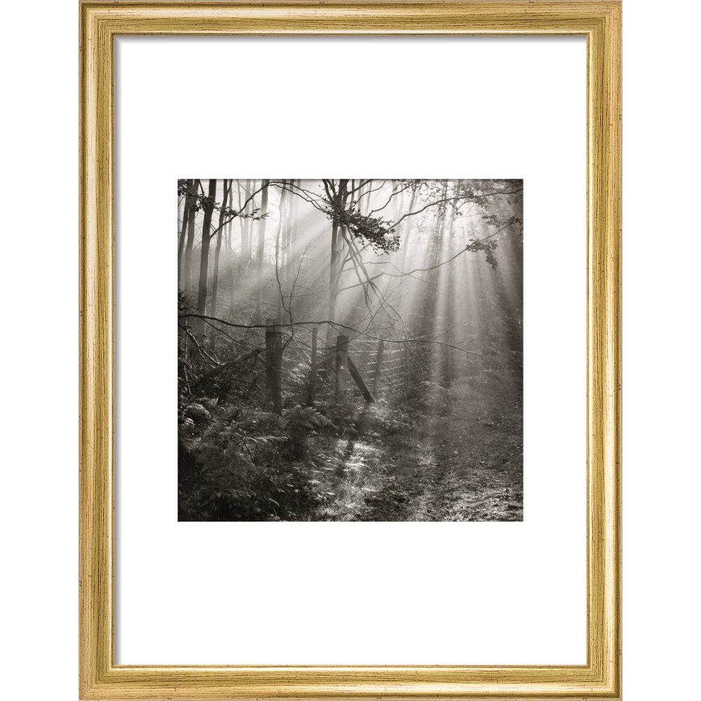 Fence print in gold frame