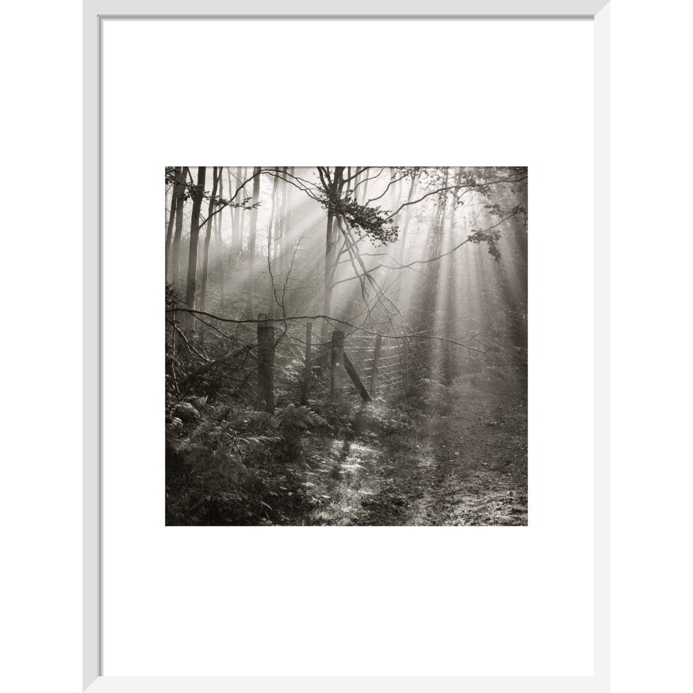 Fence print in white frame