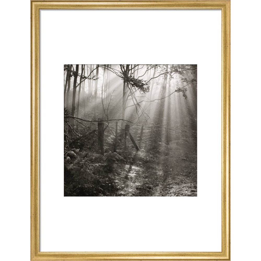 Fence print in gold frame
