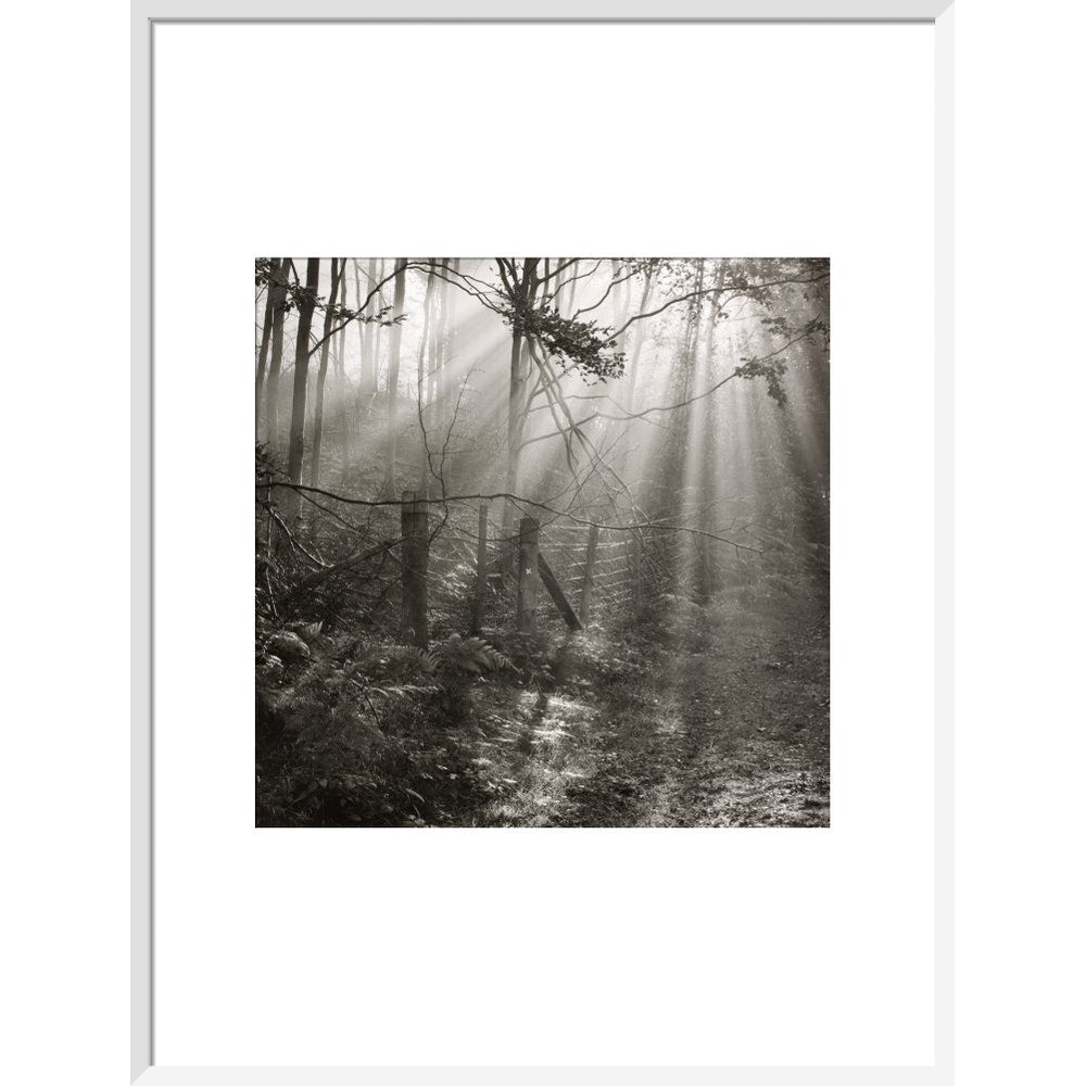 Fence print in white frame