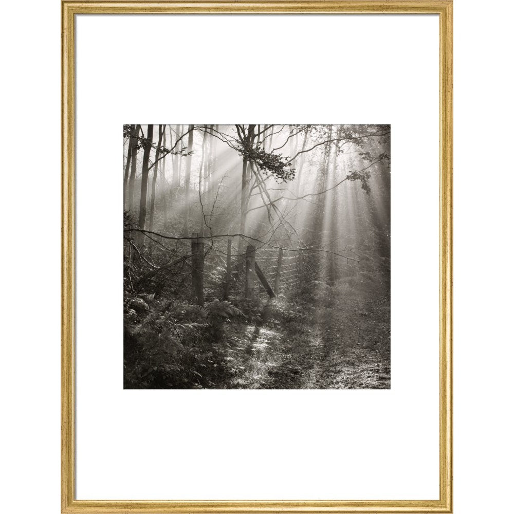 Fence print in gold frame