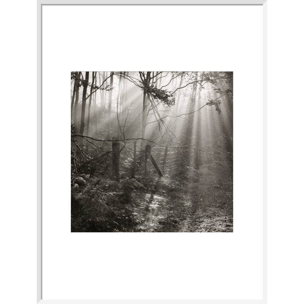 Fence print in white frame