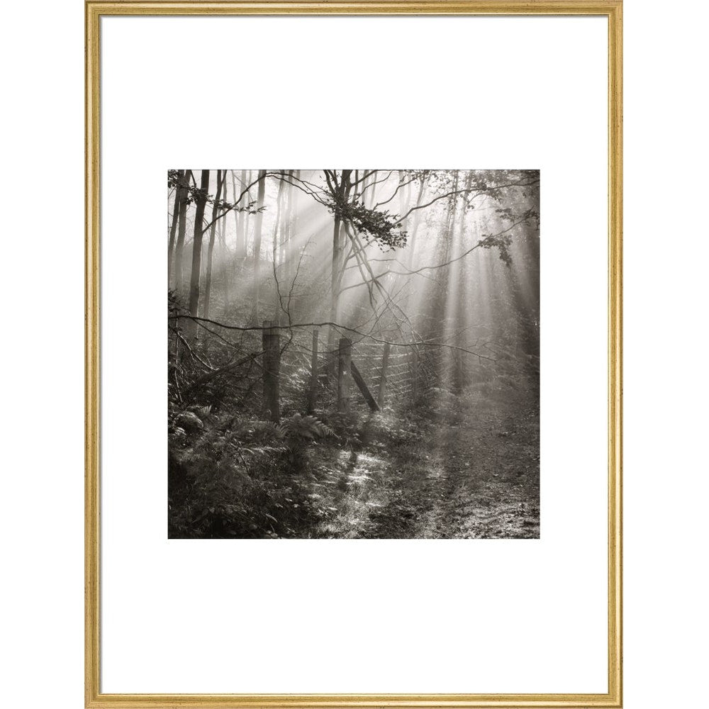 Fence print in gold frame