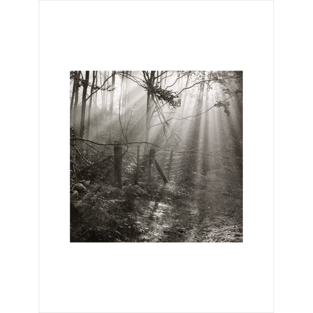 Fence print unframed