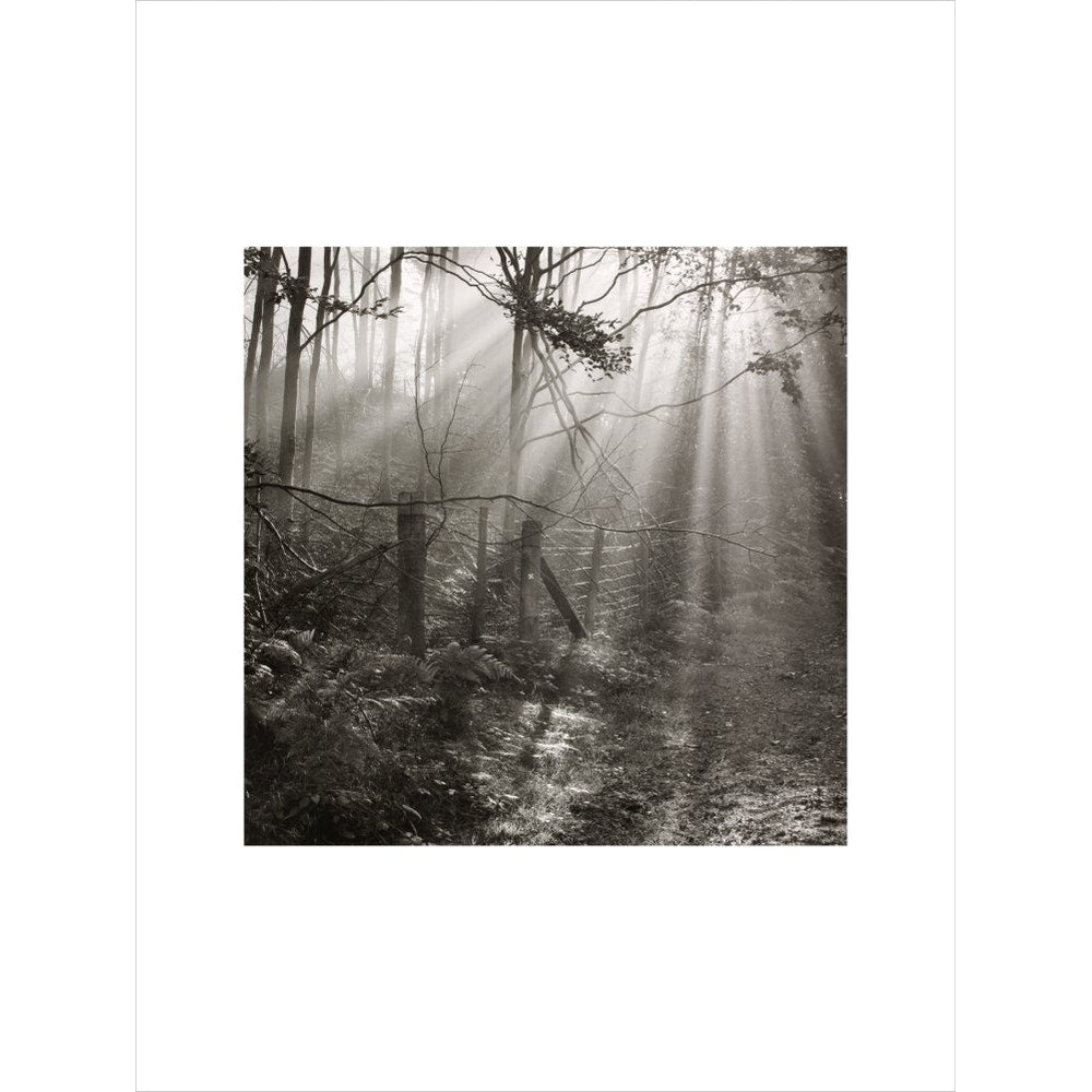 Fence print unframed