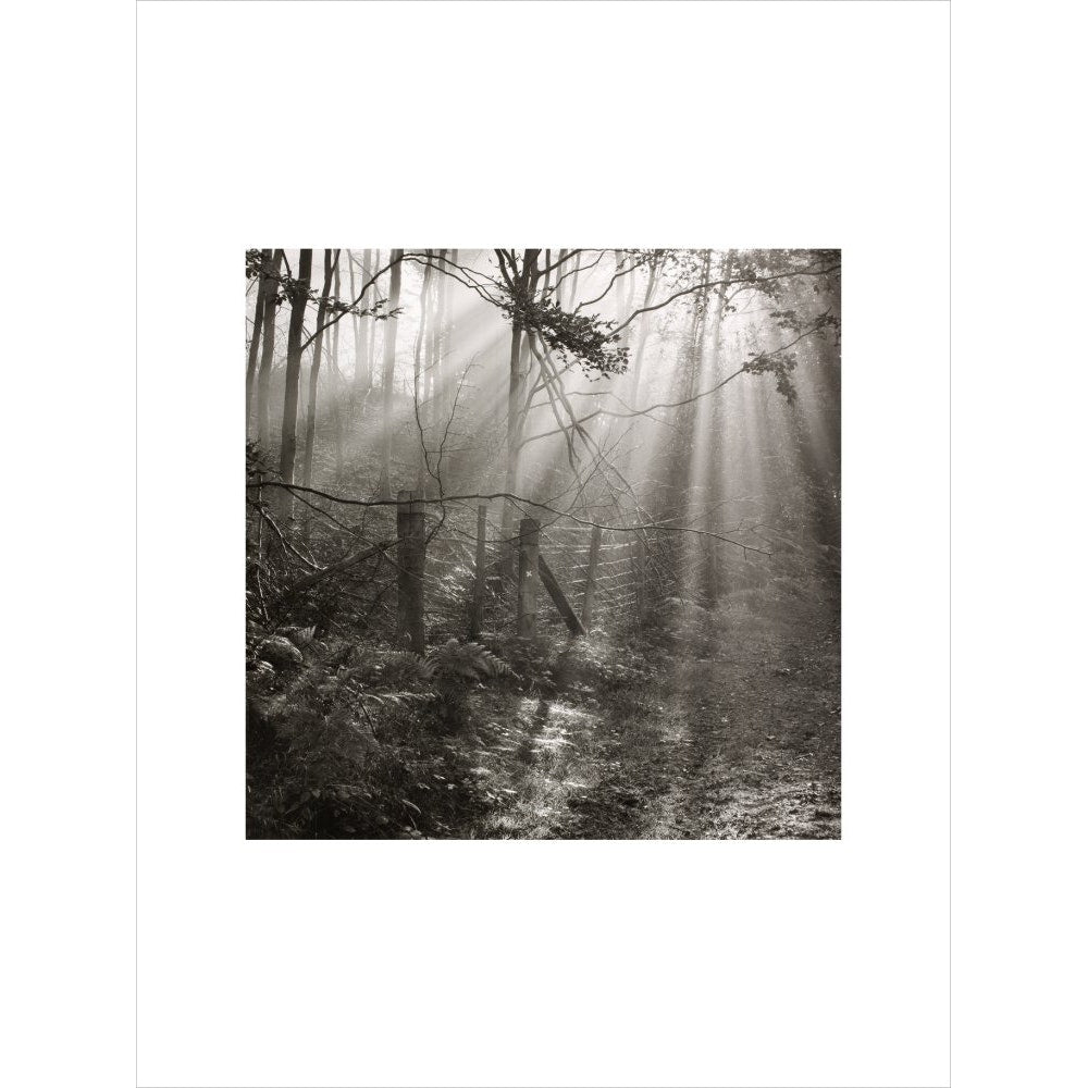 Fence print unframed