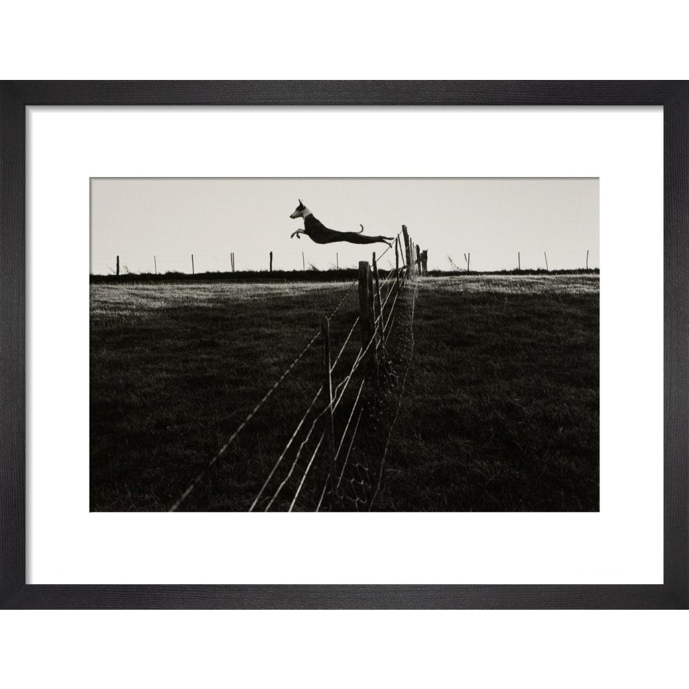 Leaping Lurcher print in black frame
